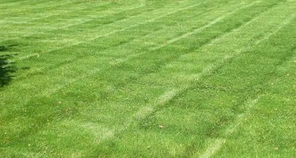 Close lawn stripe detail