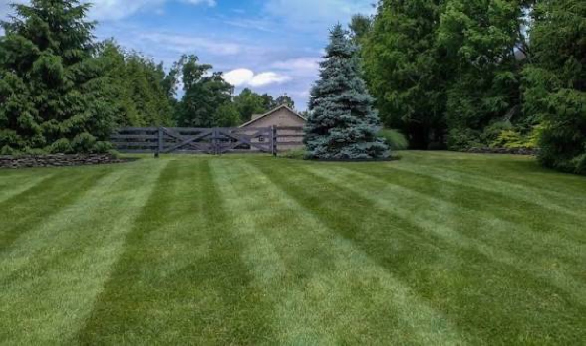 Freshly striped lawn with mature shade trees