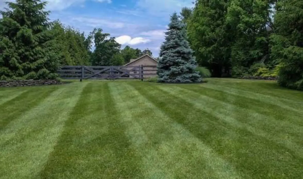 Freshly striped lawn with mature shade trees